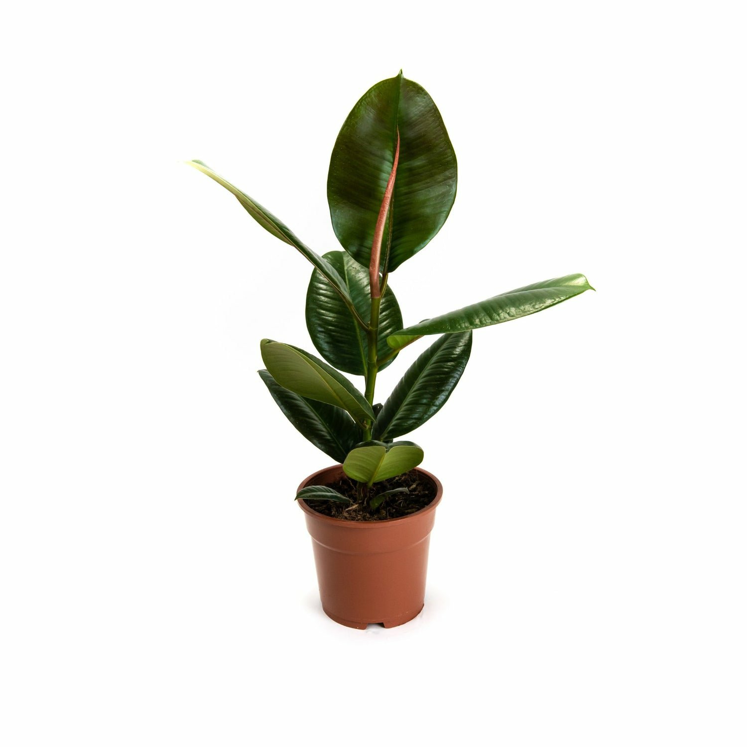 Ficus Elastica 