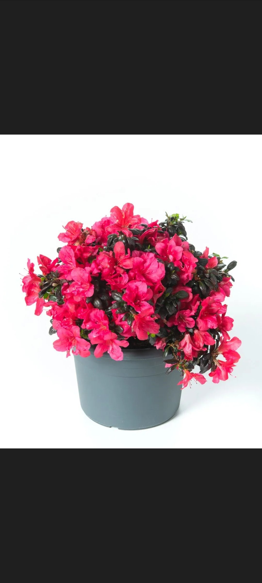 Azalea