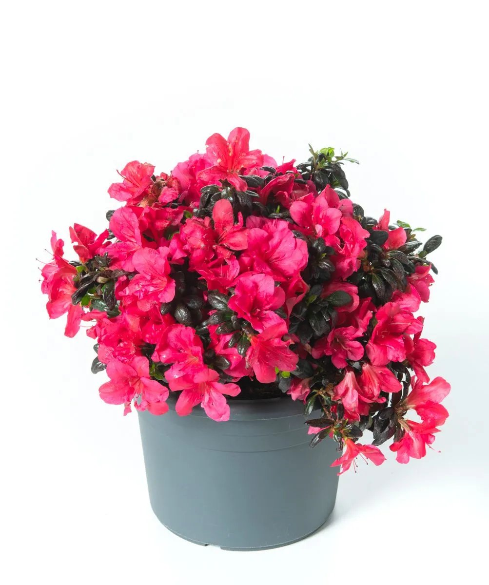 Azalea