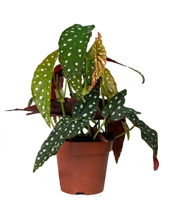 Begonia Maculat