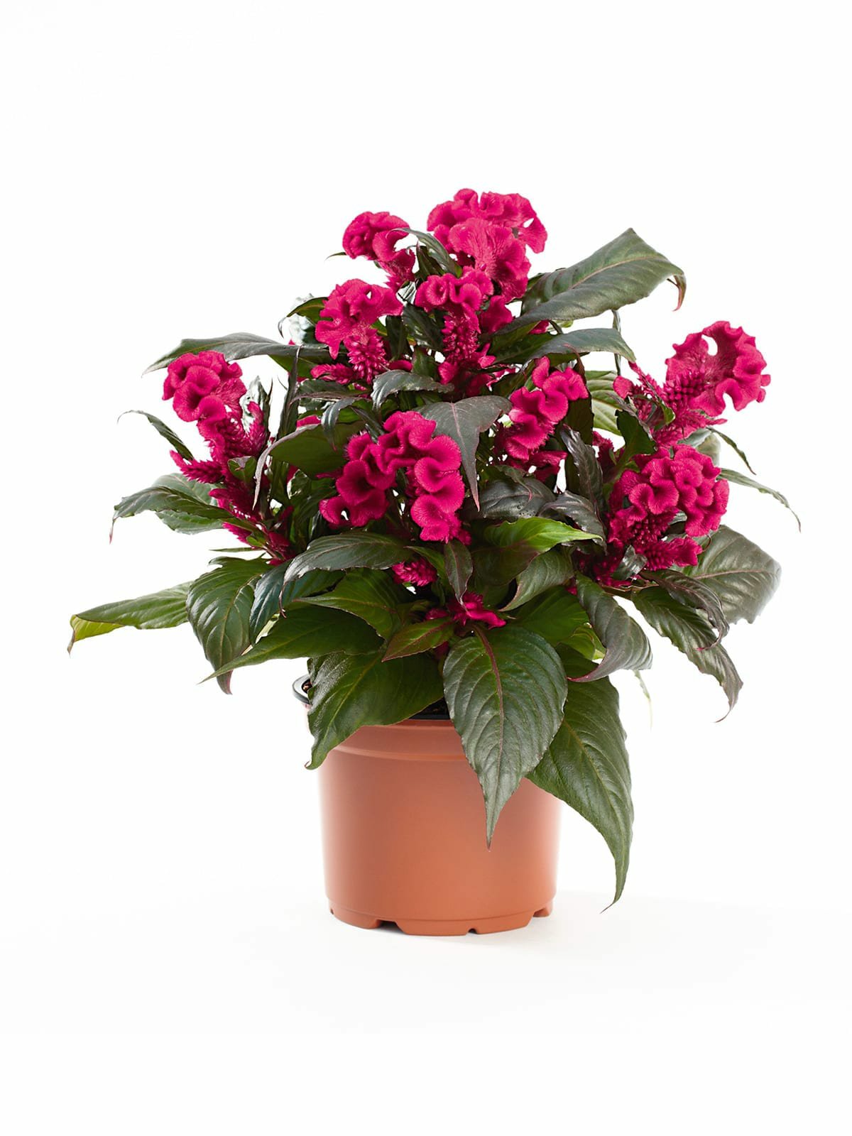 Celosia Hot Top