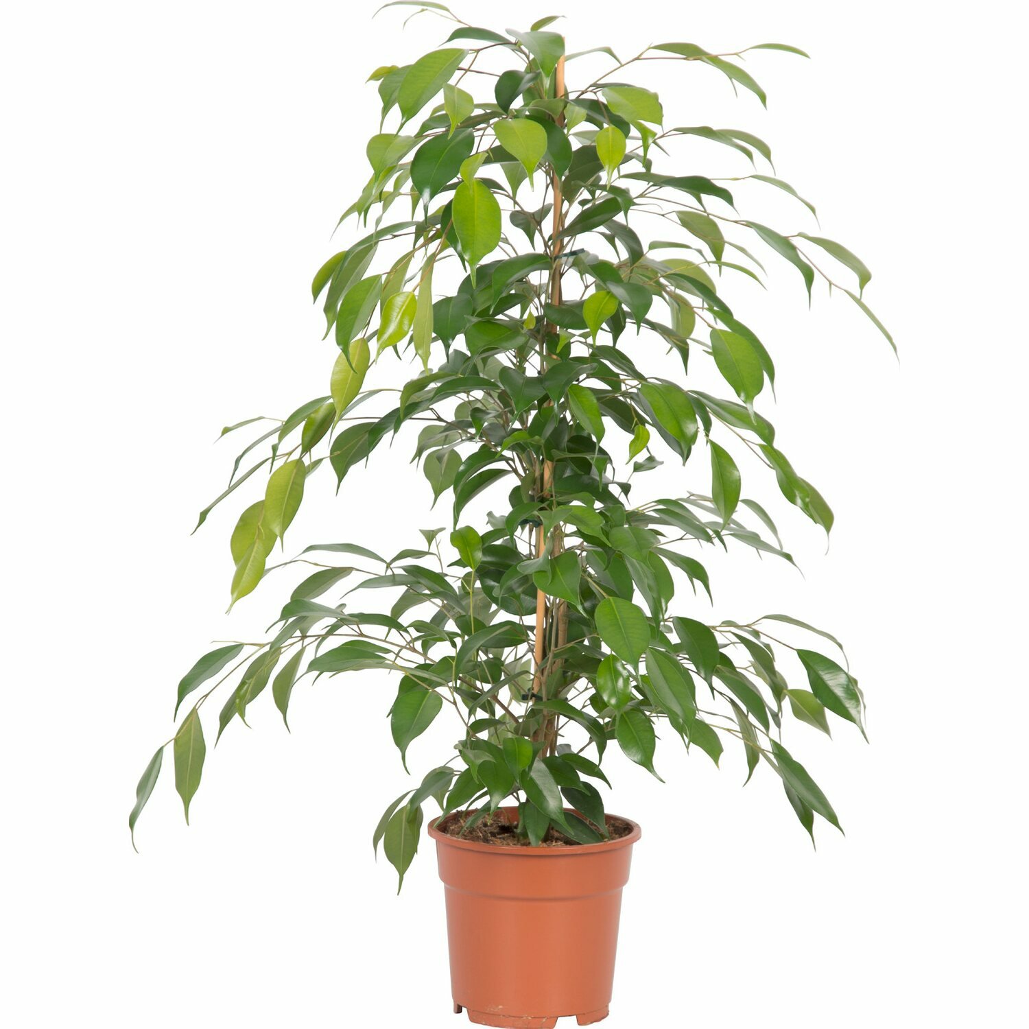 Ficus Benjamini