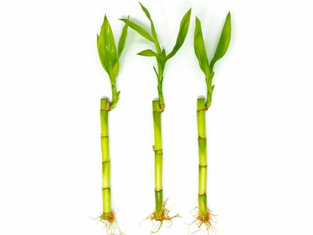 Dracaena Lucky 