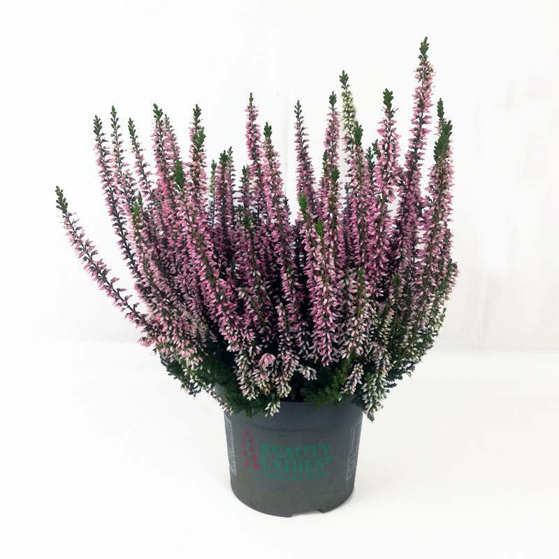 Calluna