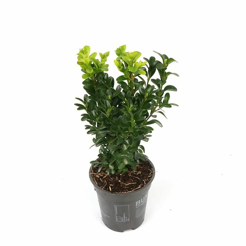 Buxus Sempervir