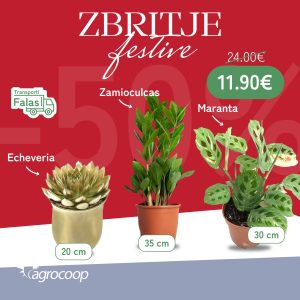 Echeveria + Zam